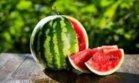 از مزرعه تا سفره یلدا/هندوانه‌های پاییزی میناب، میهمان ویژه سفره‌های شب یلدا